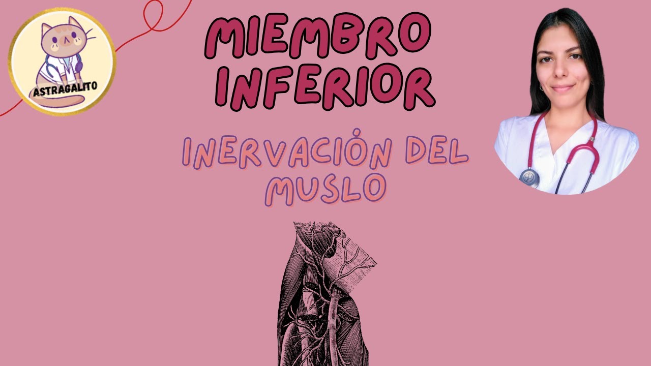 INERVACIÓN DEL MUSLO┃ANATOMÍA - UBA