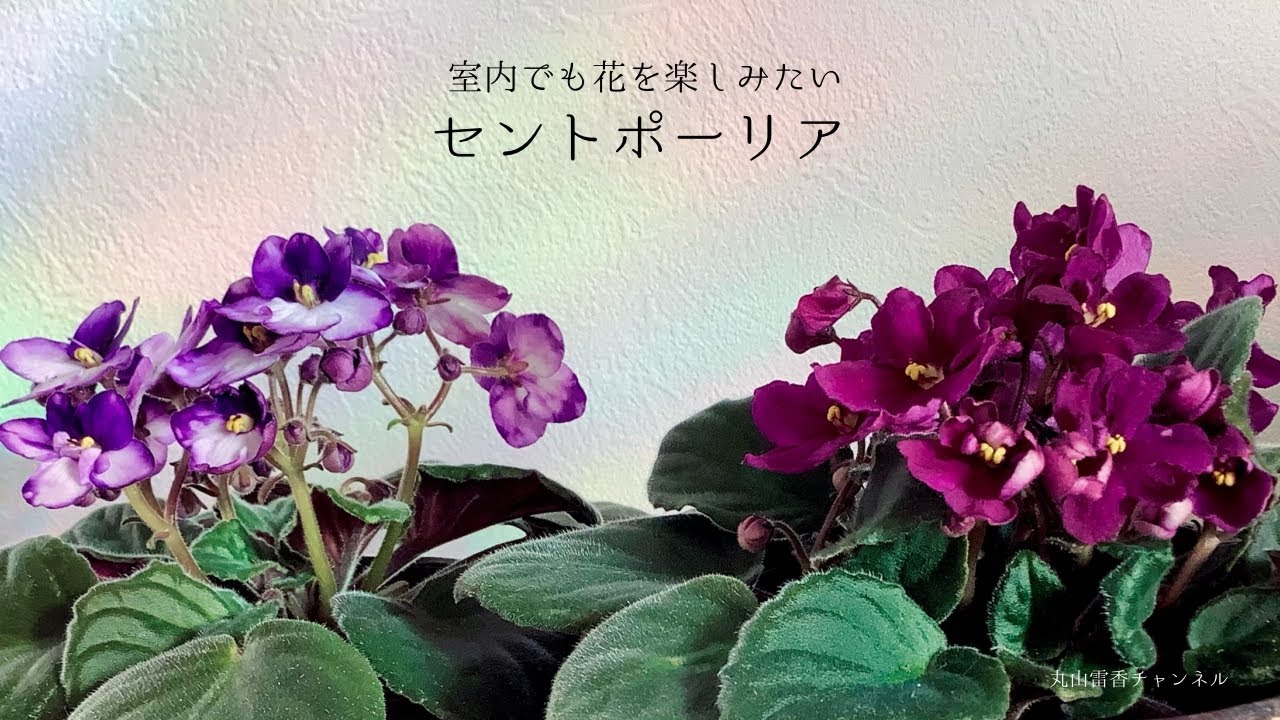 室内で咲かせる【セントポーリア】育て方・管理について