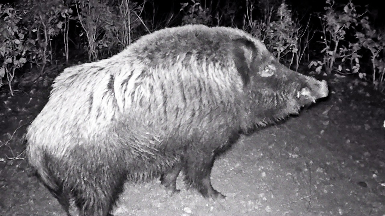 Wildschweine Nachts im Wald  Wild boars at night in the forest