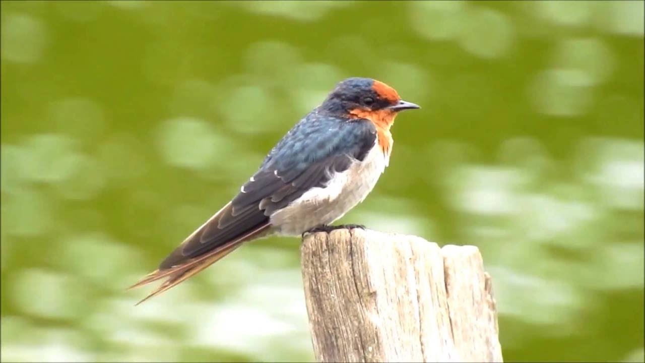 洋燕  Pacific Swallow , Taiwan  02/09/2016