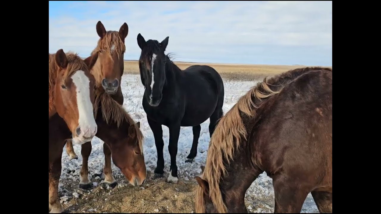 Erdenpferdesicht . Глистогонка лошадей груповым методом.