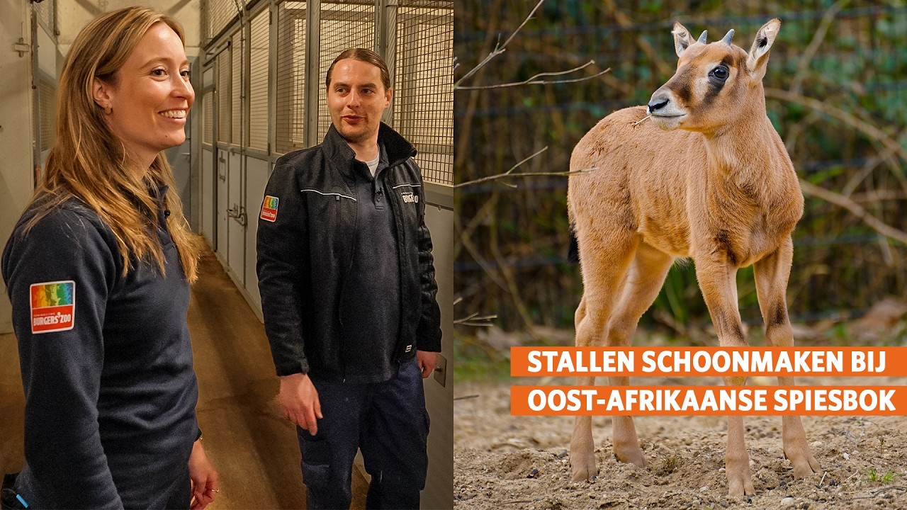 Safaristal schoonmaken van de spiesbokken 🧹 | Burgers' Zoo achter de schermen