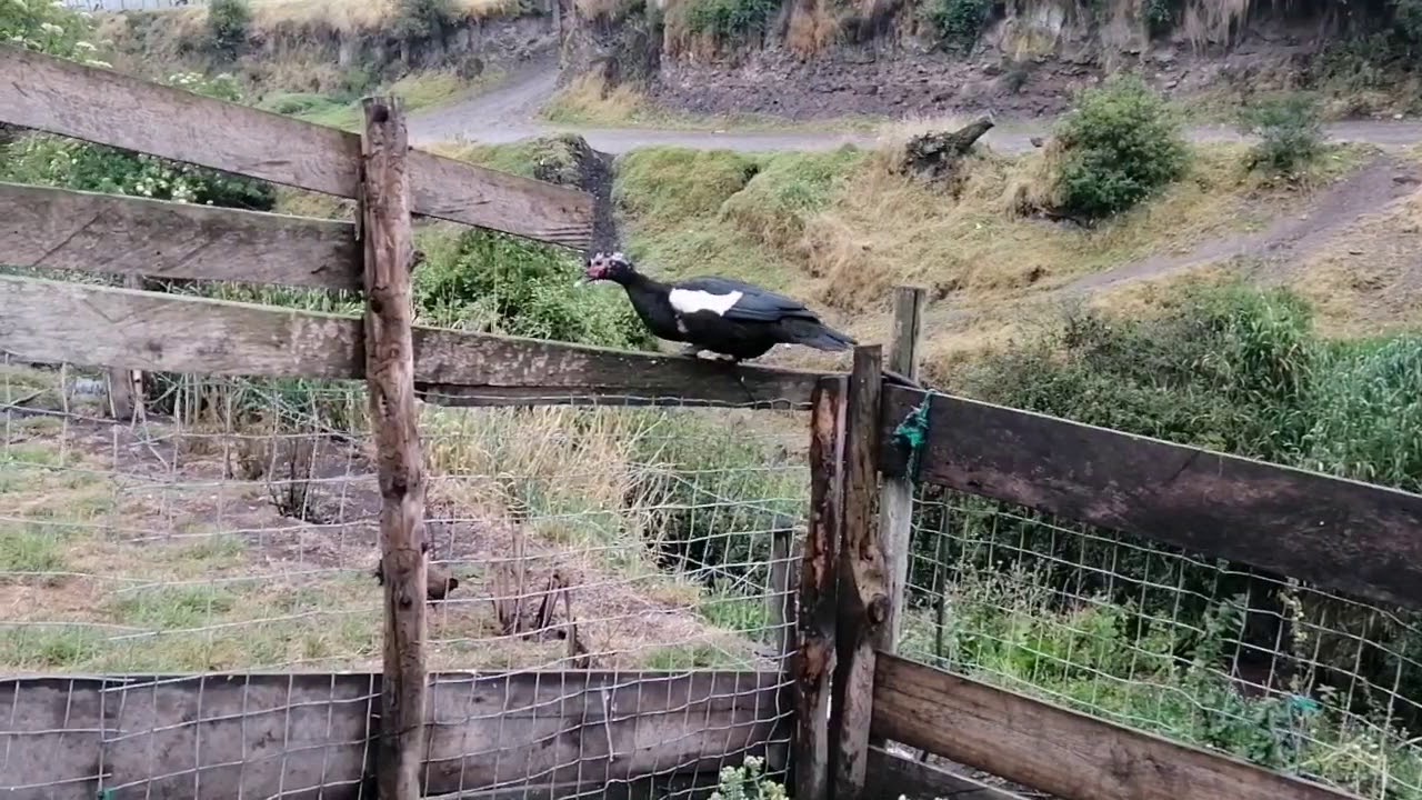 Mostrándoles a todos mis patos criollos _ Muscovy