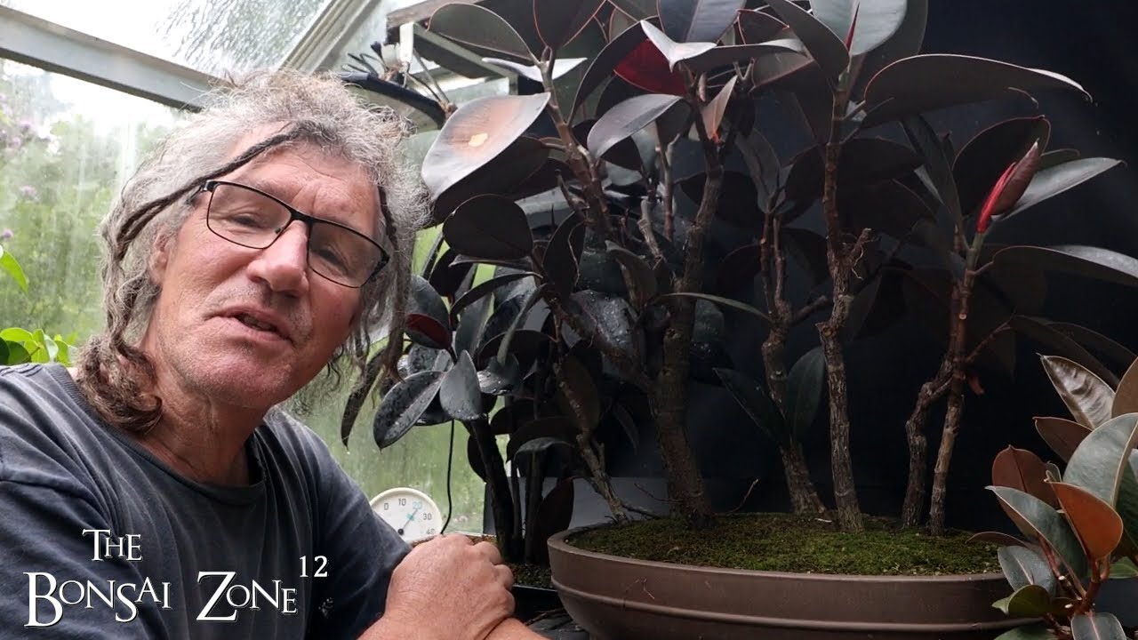 Working on My Rubber Trees, The Bonsai Zone, July 2025