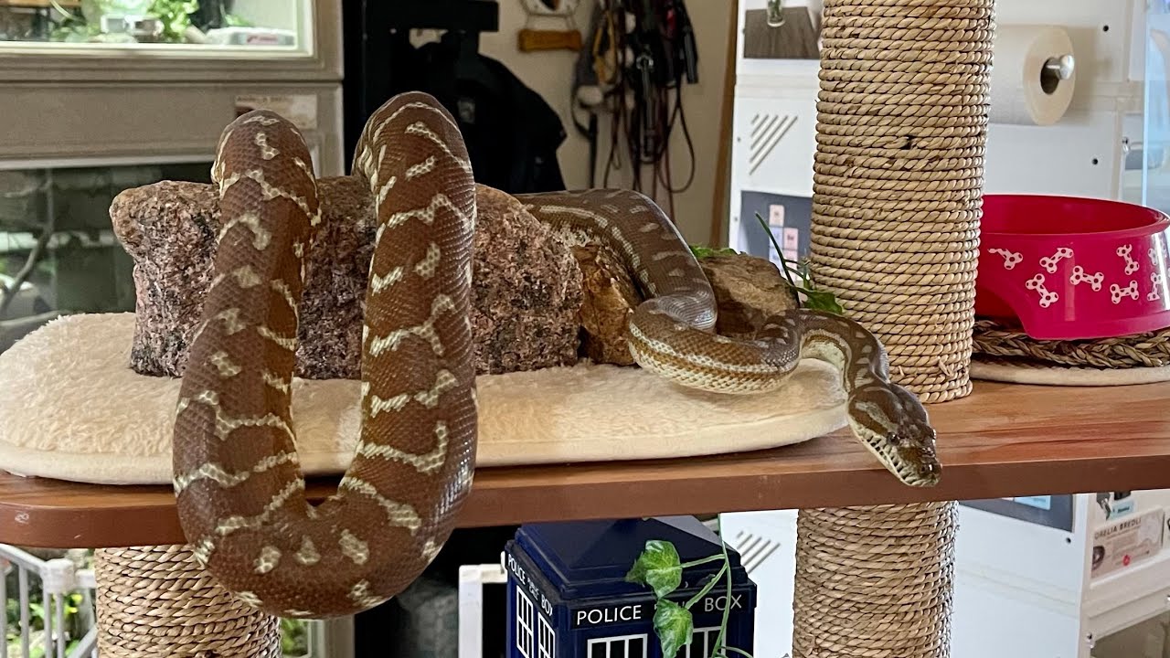 Children’s Python & Morelia bredli: Serpentes Sunday 30 January 2022