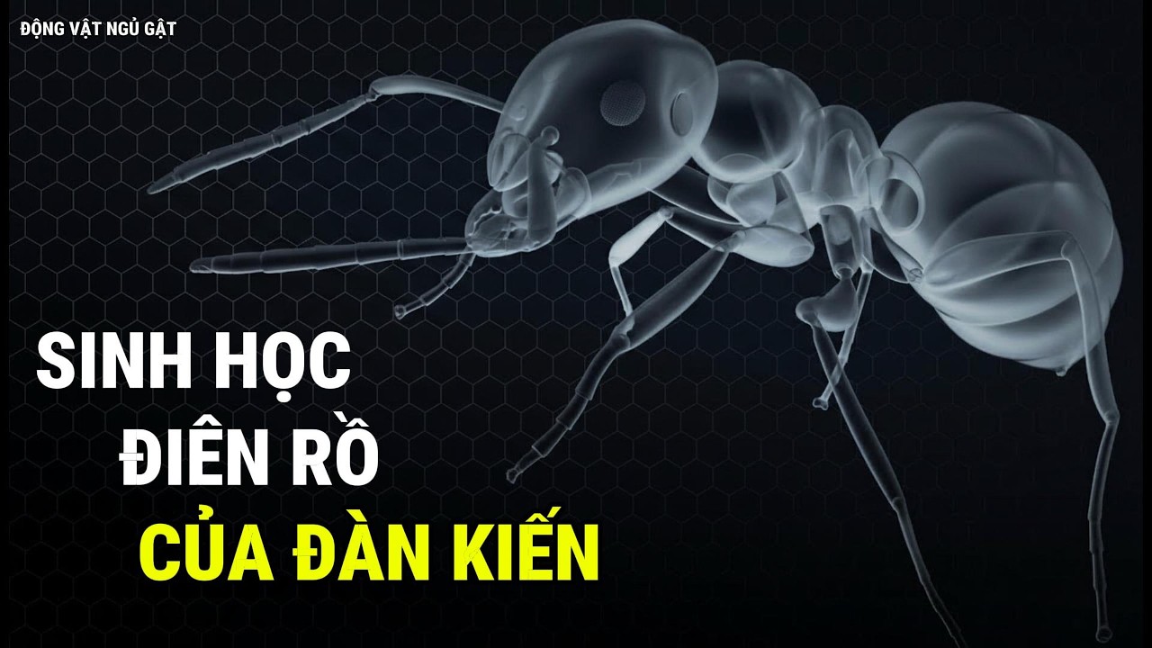 Sinh học kỳ lạ của: Các đàn kiến - Động Vật Ngủ gật