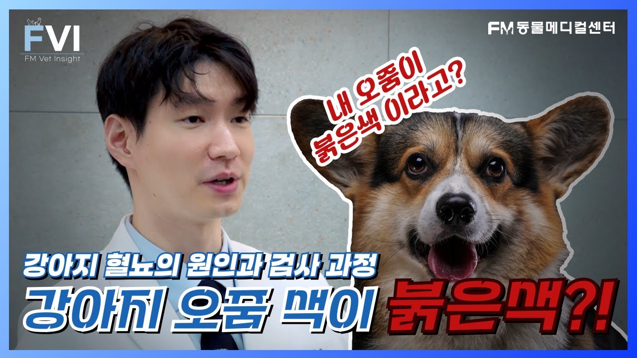강아지 오줌색이 붉은색?! 강아지 혈뇨의 원인과 검사 과정 #강아지혈뇨 #fm동물메디컬센터