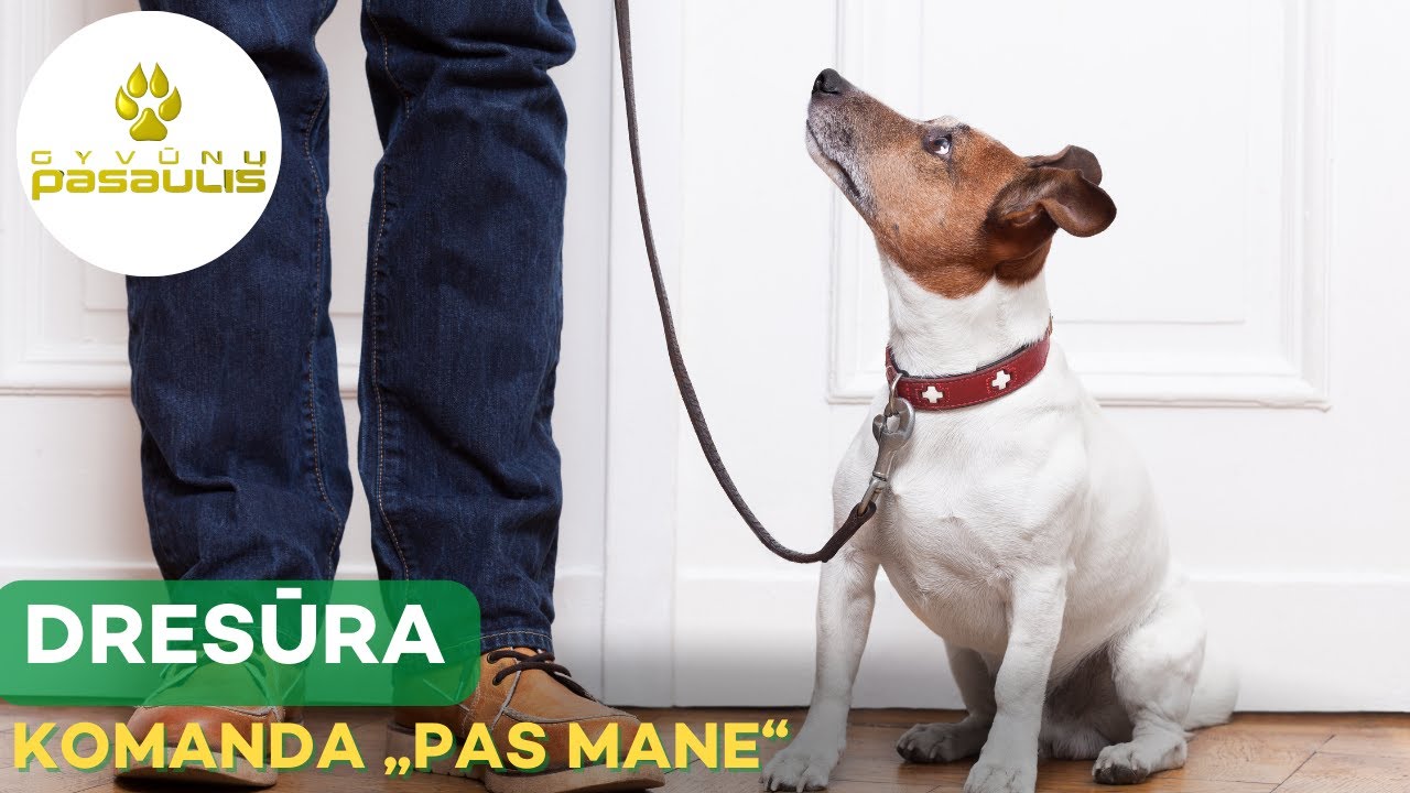 Kaip išmokyti šunį komandos „pas mane”?