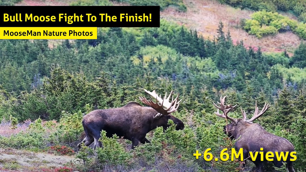 Alaska Bull Moose Fight To The Finish!