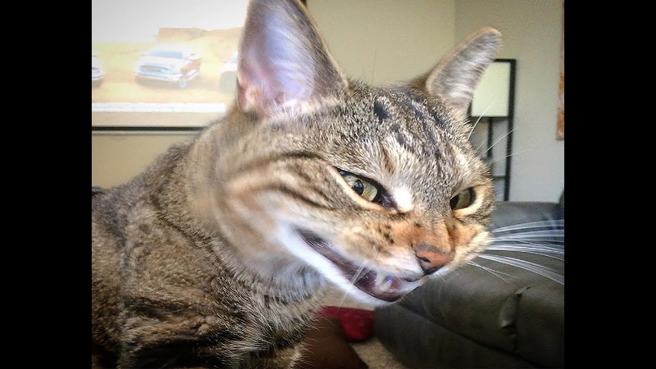 Funny Videos Of Funny Cats Compilation 2016 Smile - 5 minutes #5