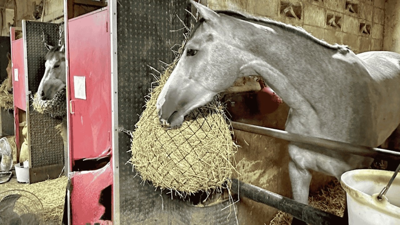 Beautiful Horse Power | What’s Happening Next Door? Stable Secrets