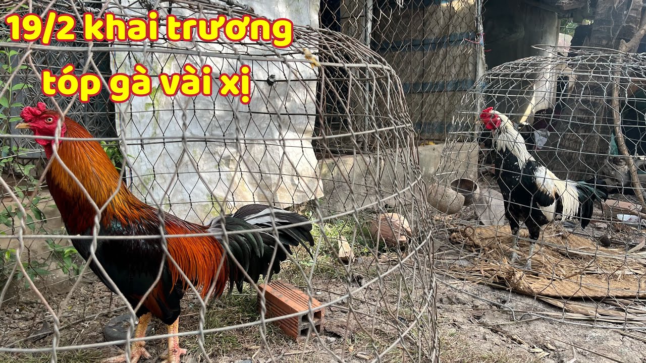 Hết Tết Rồi Lên Gà Mới Toàn Mấy Con Gà Đẹp Hết Chổ Chê