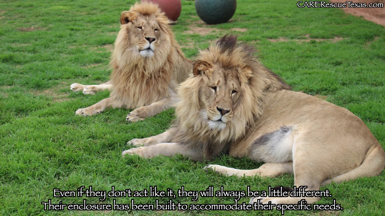 CARE Bios - Araali & Zuberi Lions