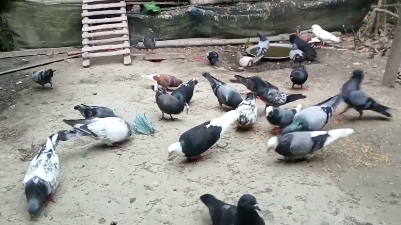 আমাদের গ্রামের বাড়ির কবুতর || pigeon Lover