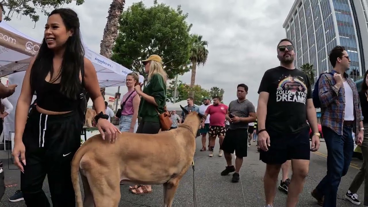 Cash 2.0 Great Dane at the Sherman Oaks street fair 2022 (3 of 11)
