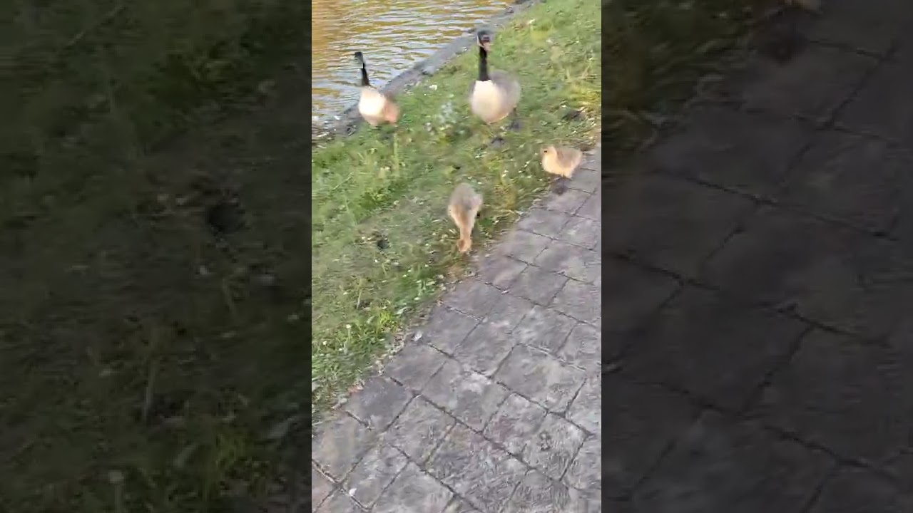 Canada Goose attack (very frightening)