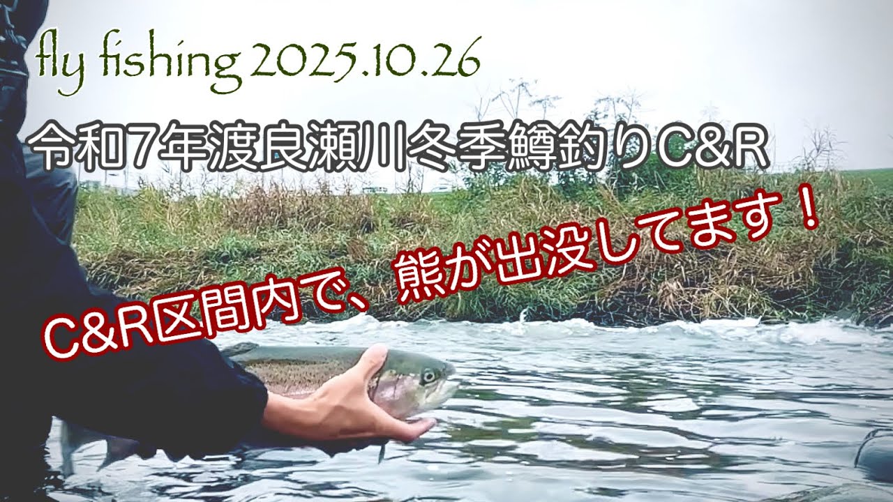 フライフィッシング[渡良瀬川冬季鱒釣りC&R開幕戦！区間内熊！出没！]2025.10.26