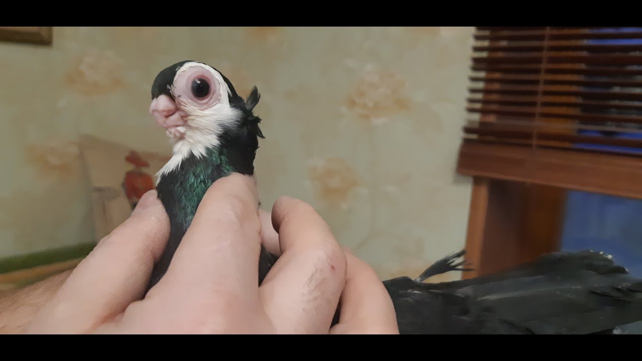 Чернопегие хохлатые