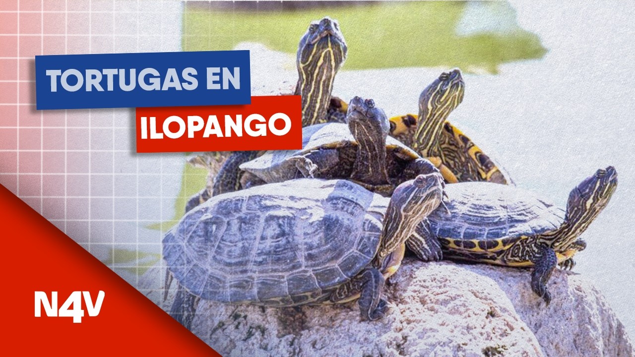Playa de las tortugas en el Lago de Ilopango | Noticias 4 Visión