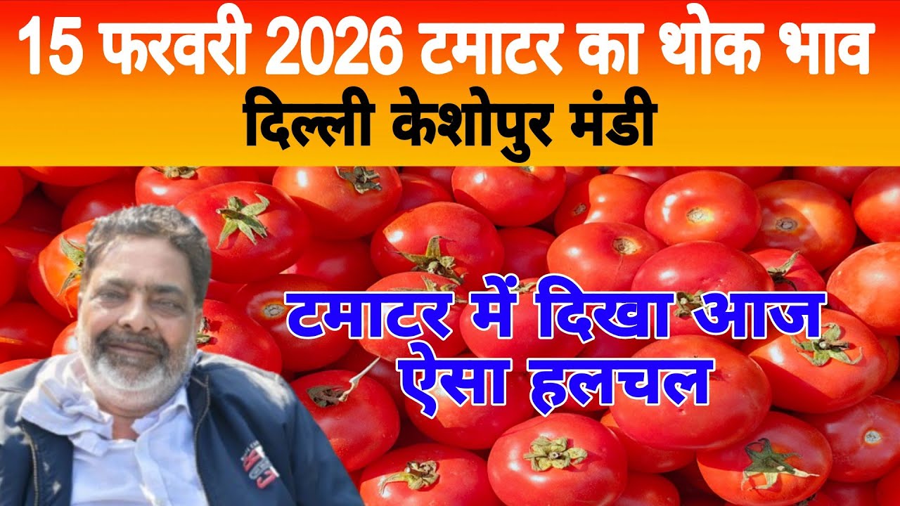 15 Feb 2026 Delhi 🍅 टमाटर होलसेल भाव | Keshopur Mandi | Today Tomato Rate #tamatar #tamatarmandi