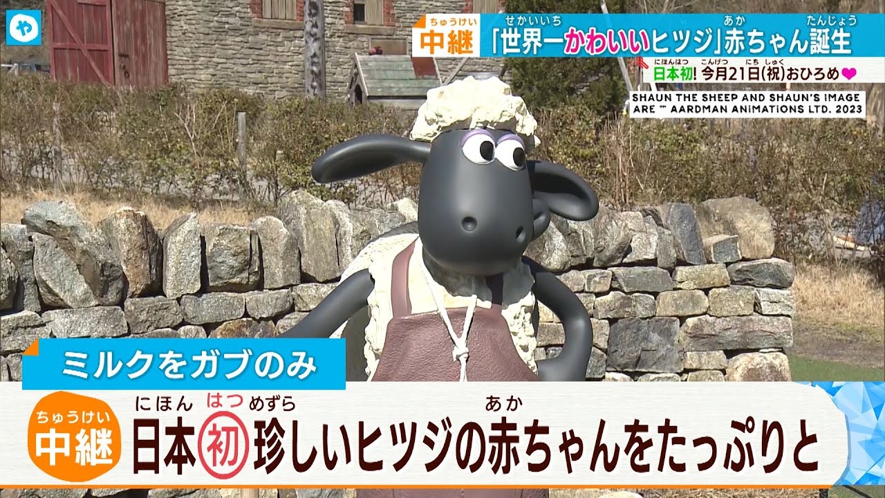とっても珍しい羊の赤ちゃん　初公開！