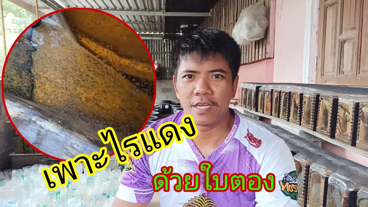 เพาะไรแดงด้วยใบตองแห้ง ง่ายสุดๆ