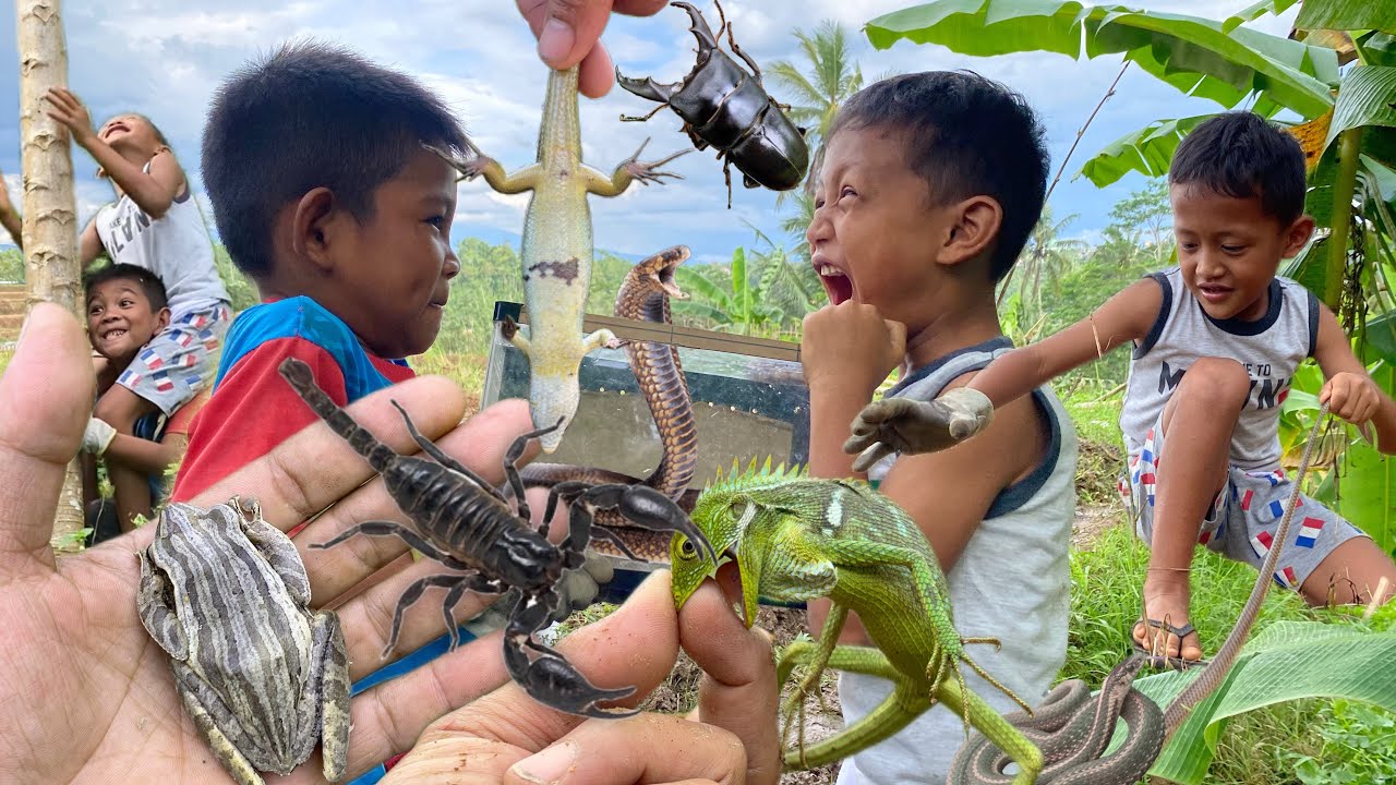Mister insect was pranked by the kids‼️catch snake, lizard, scorpion, chameleon, stag beetle
