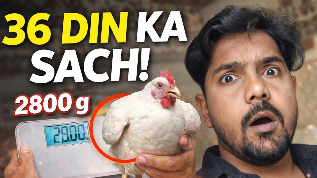 Day 36 Final Result | वजन + FCR + प्रॉफिट रिपोर्ट