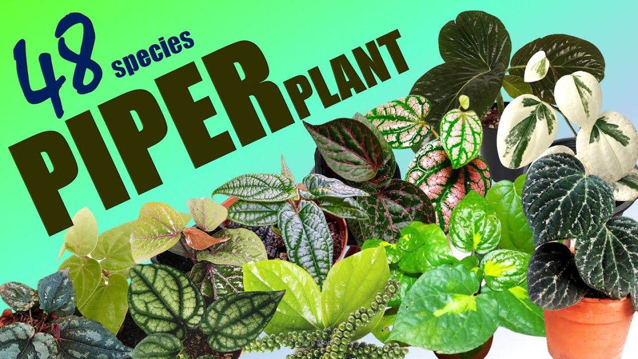 49 PIPER PLANT SPECIES | HERB STORIES