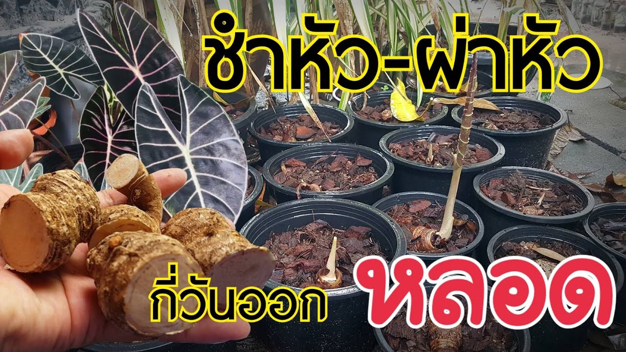 บอนดำสตูลผ่าหัว กับไม่ผ่าหัวกี่วันออกหลอดออกใบ : หลงไม้ใบ EP.68