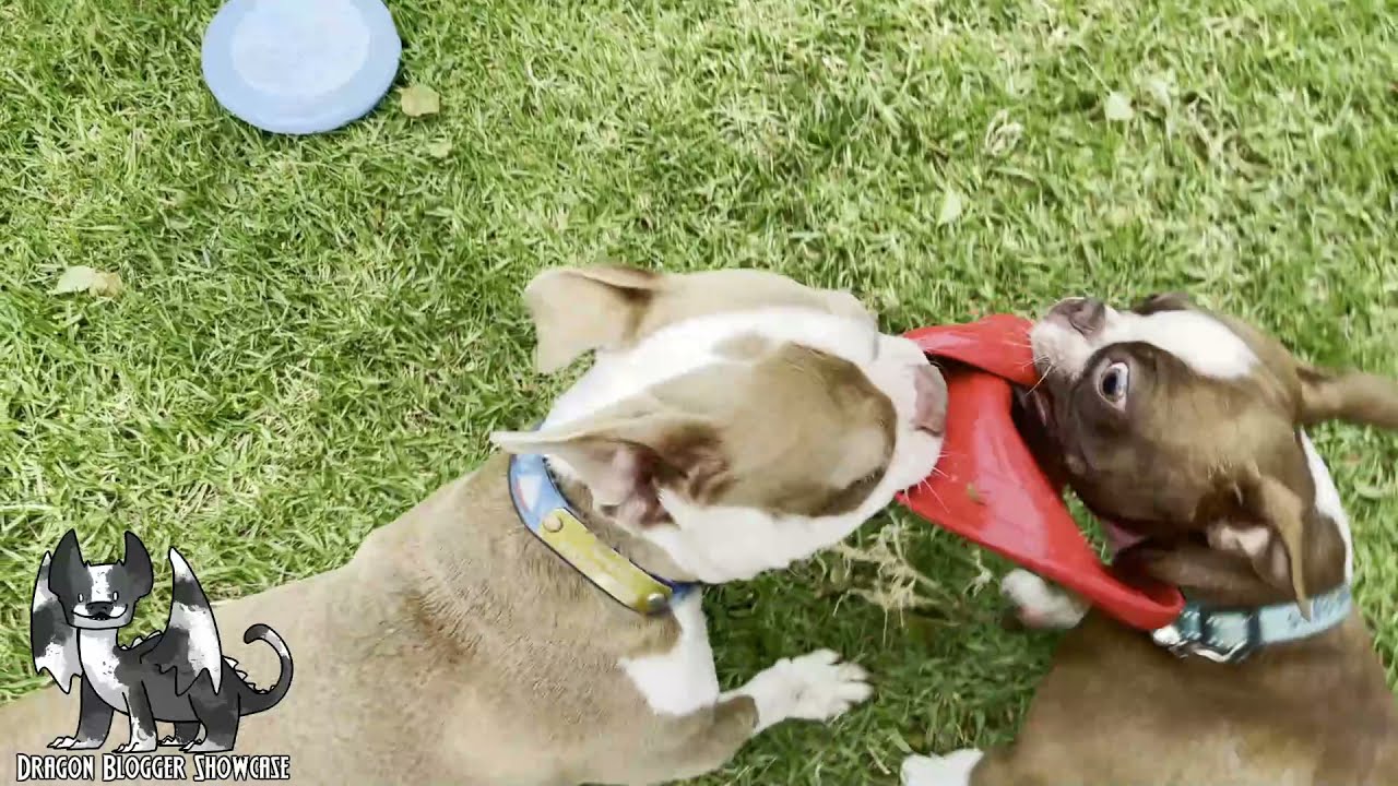 Kong Flyer Disc Toy Loved by My Dogs