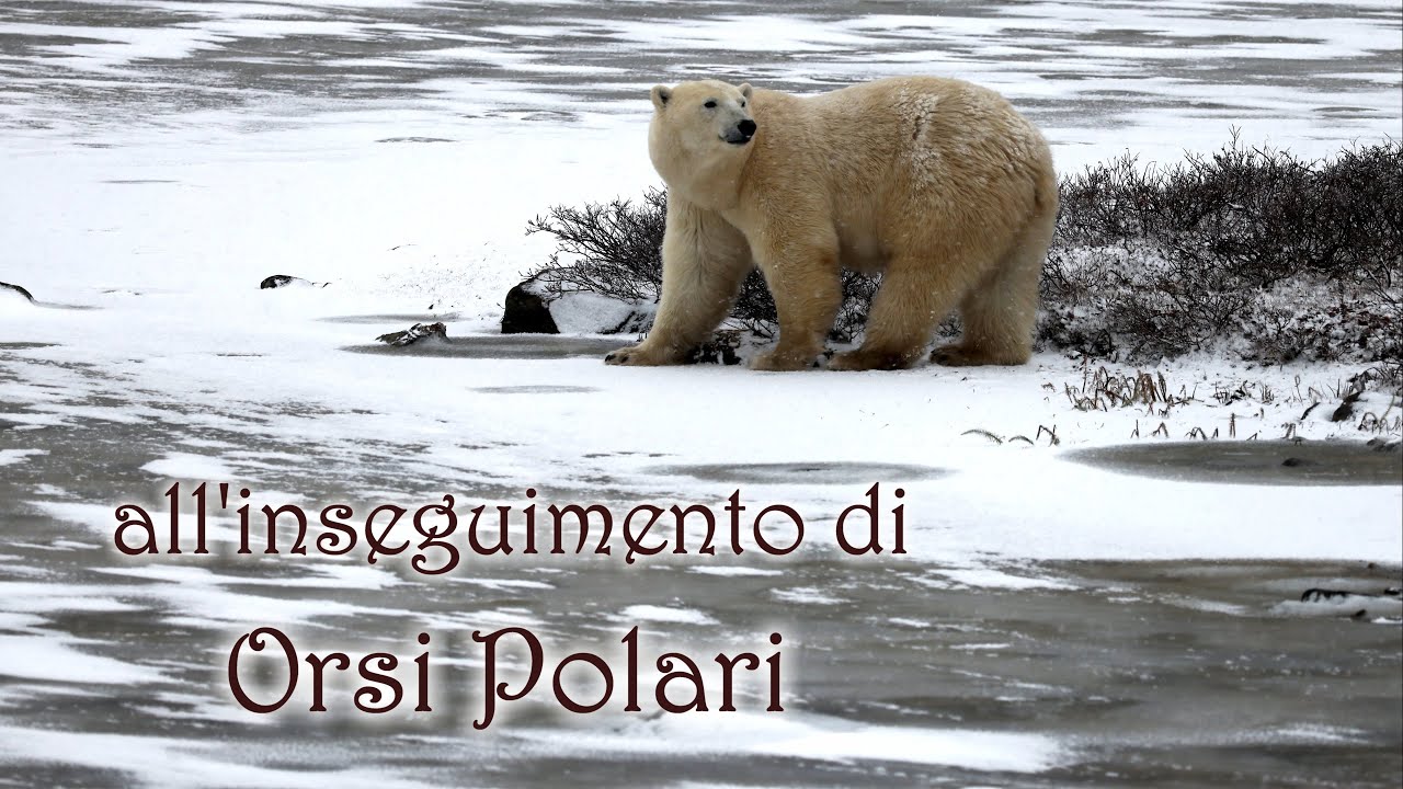 Orsi Polari eTundra spettacolare