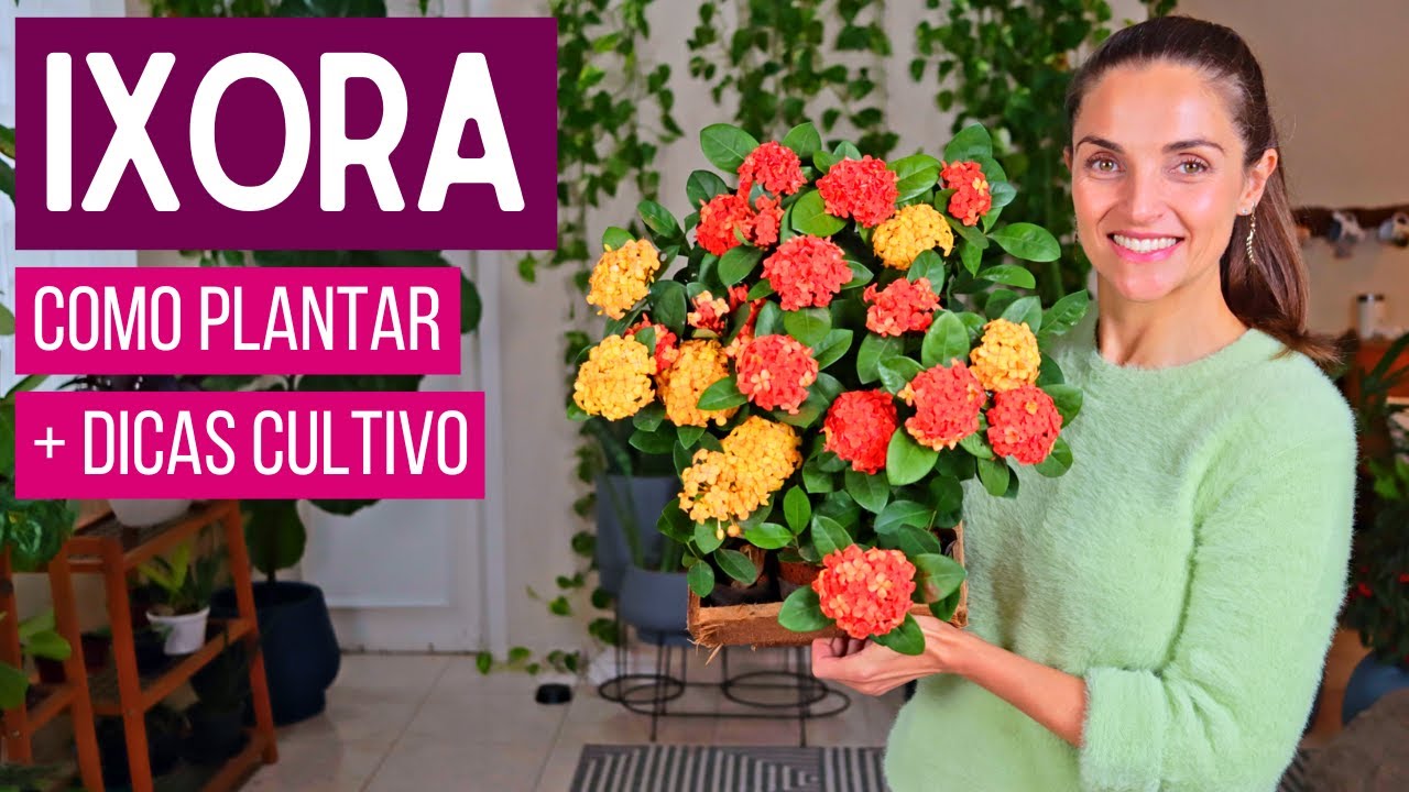 IXORA - FLOR para SOL PLENO e MUITAS CORES para SEU JARDIM