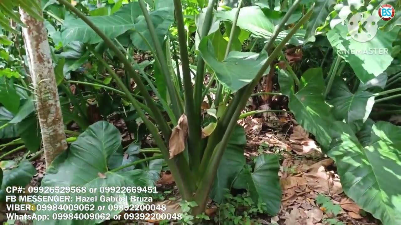 (P# 714) 2,912 sqms Farm Lot @ 2.5 Million price in Nagcarlan, Laguna for sale