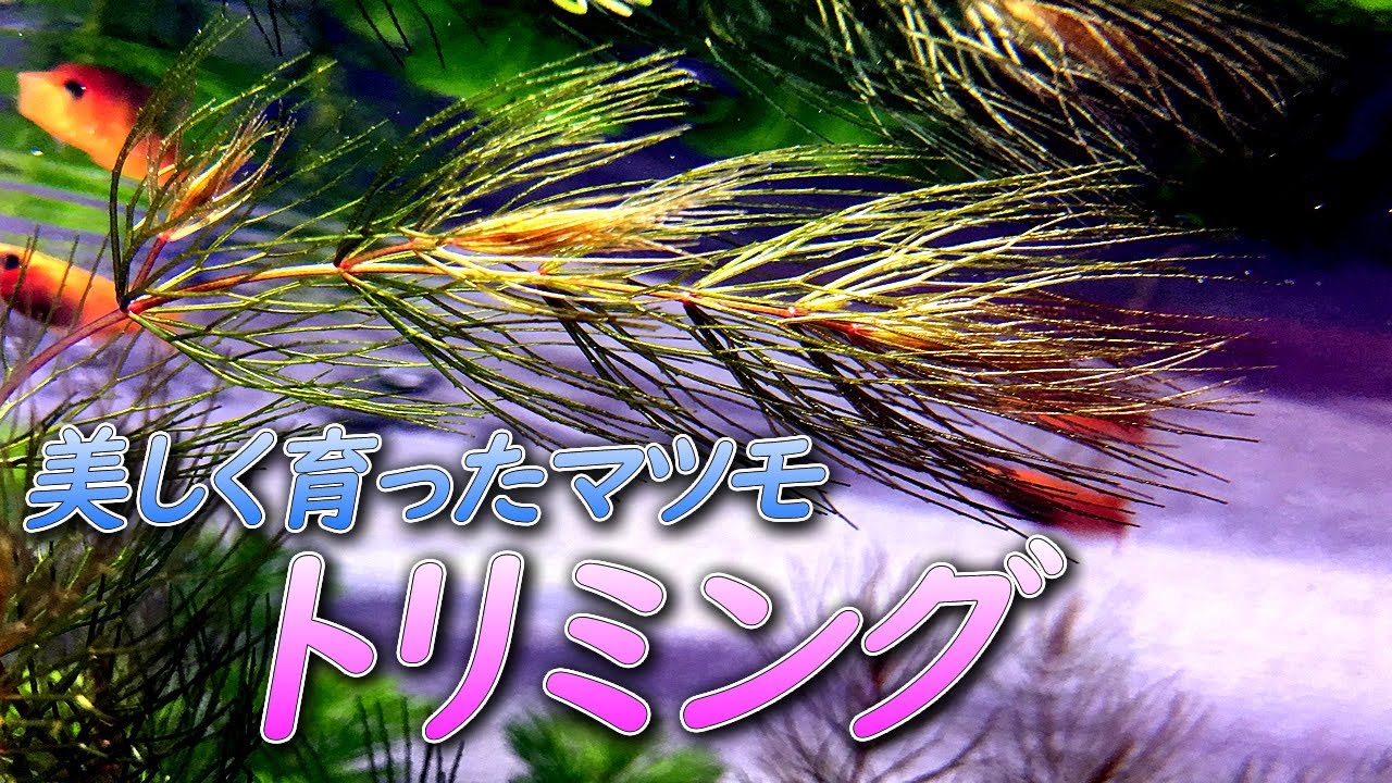 【初心者】成長速度が早いマツモのトリミングと増やし方【メダカ室内飼育水槽】