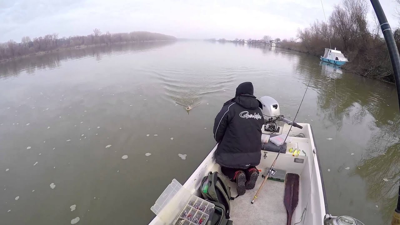 9 januar,smuđ 4,5kg,za Spin&Fly 3