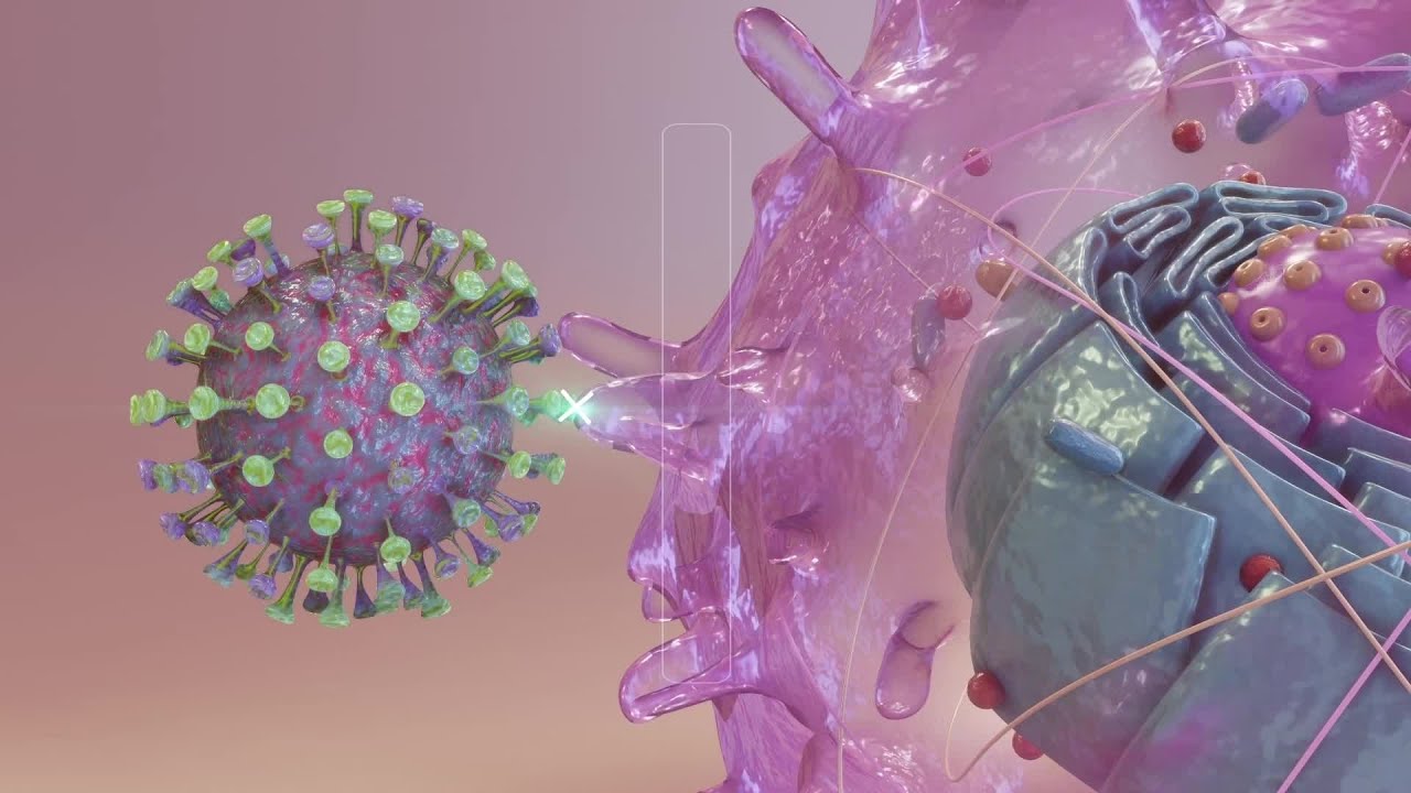 Explainer: How the coronavirus tricks its way into human cells