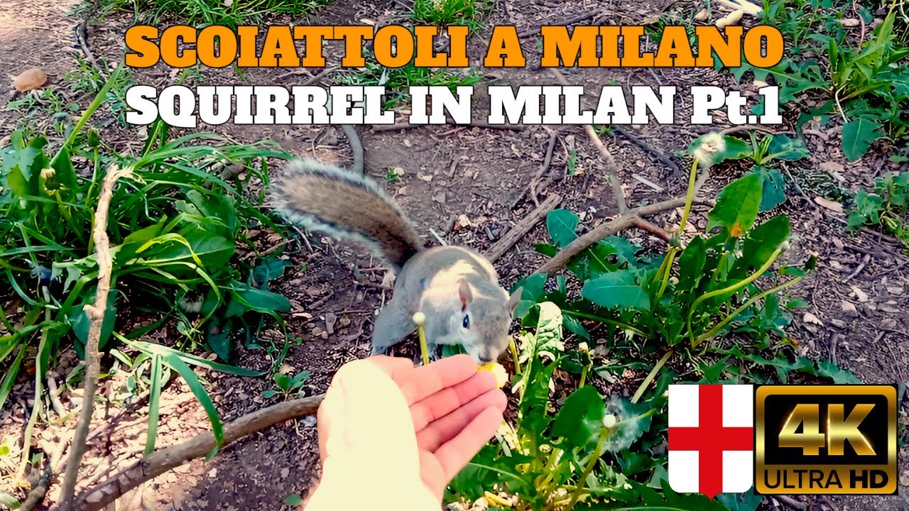 Scoiattoli a Milano Pt.1 🇮🇹 Squirrel in Milan 🐿 Italy in 4k
