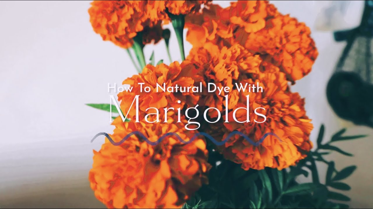 How To Naturally Dye With Marigolds