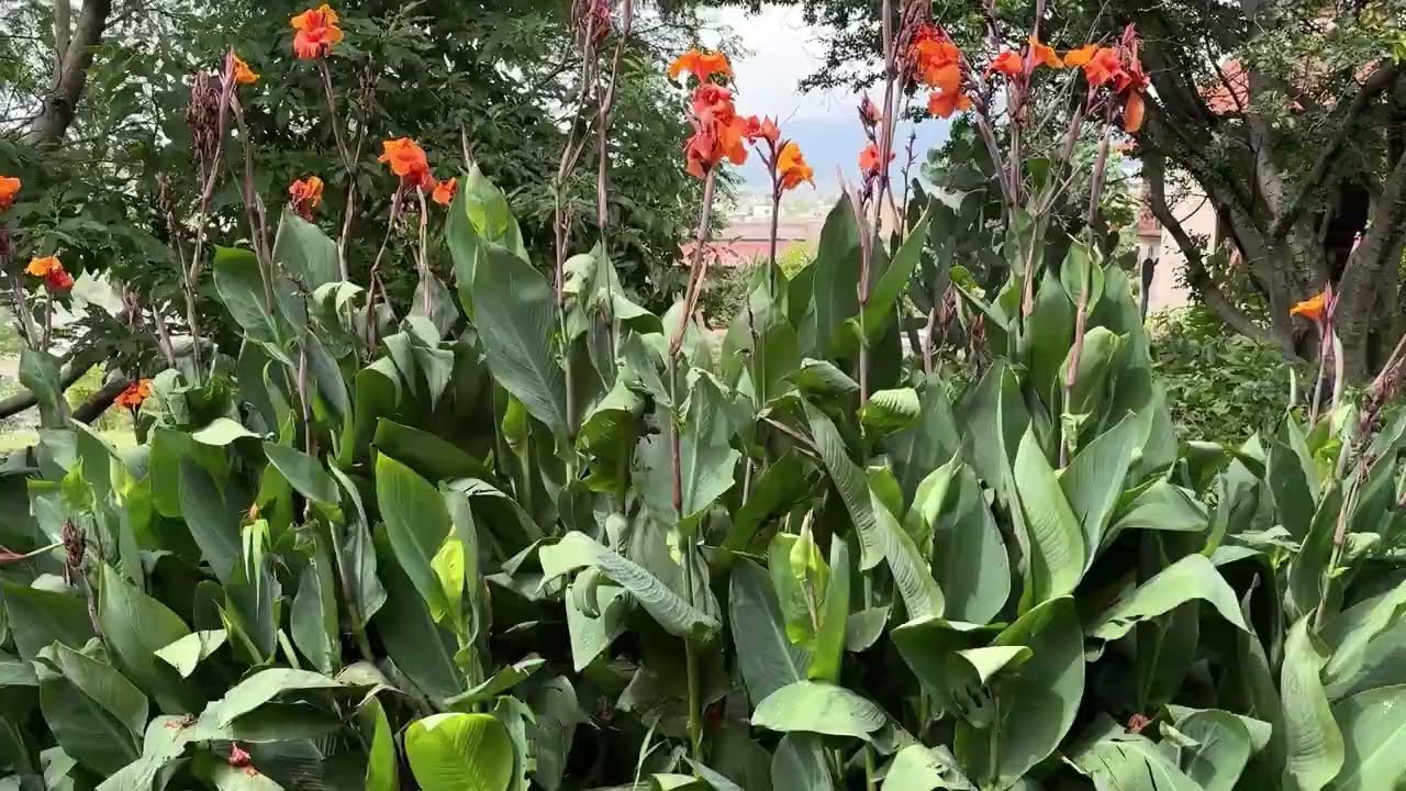 Our Home in Oaxaca, Mexico