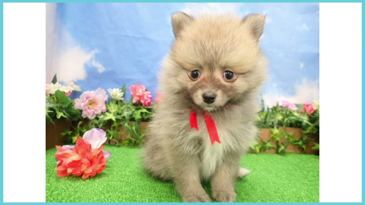 ペットショップcoo&riku No.00747935 ポメラニアン