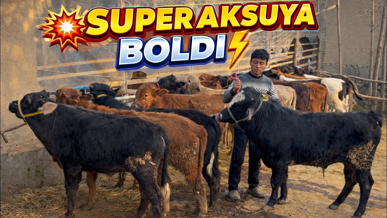 👁️YEMGA TAYOR VA YOSH BUQALAR QOCHQOR PULGA BOLDI BAHTYOR AKADAN KELDI 2026_03_mart.