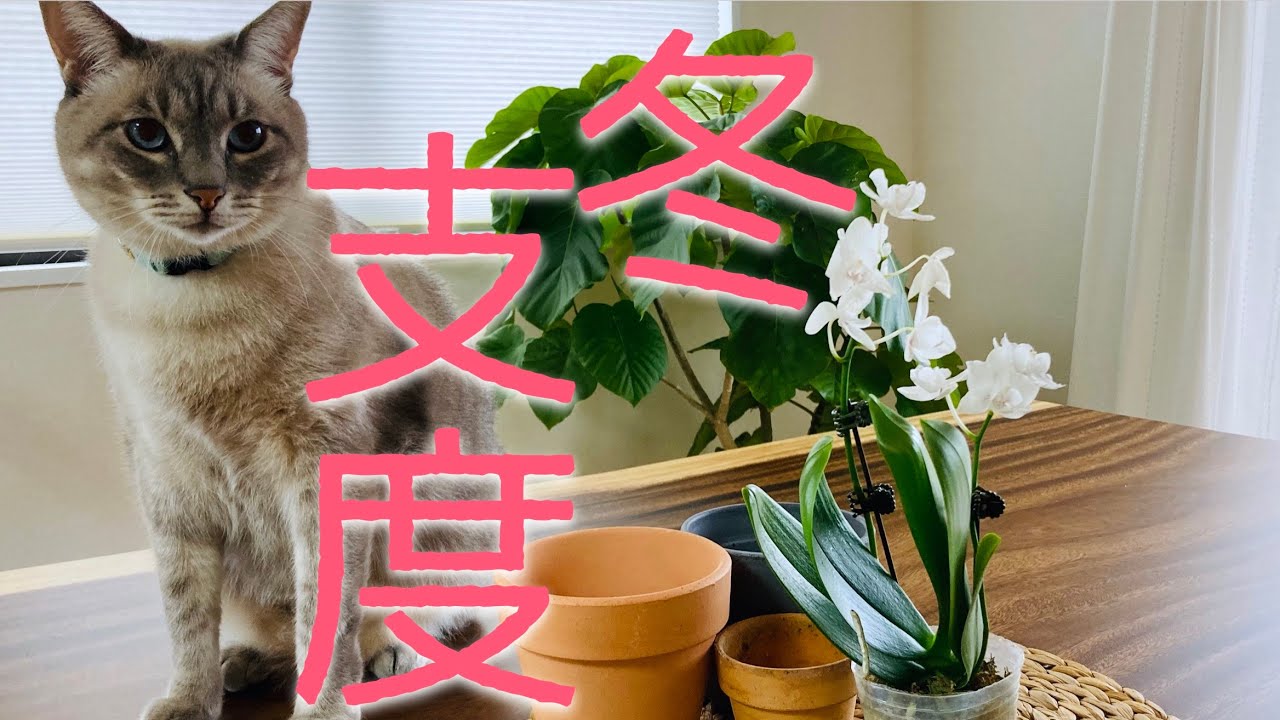 【冬はこうして乗り切る】秋に入手してしまった胡蝶蘭を冬仕様に仕立てる