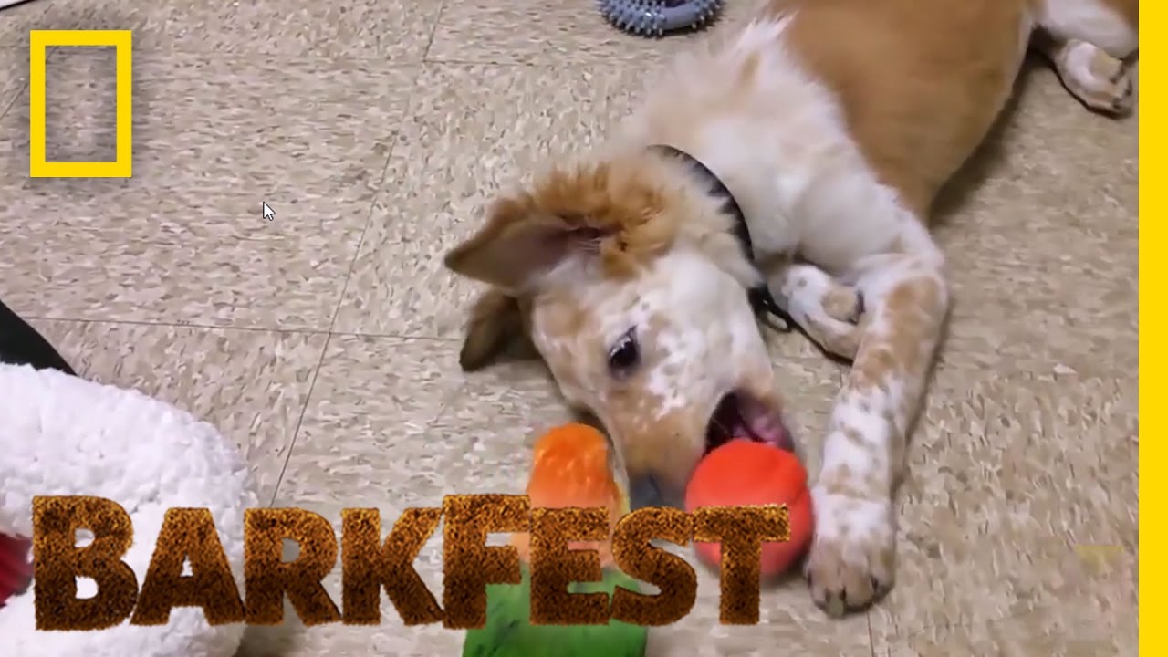 Top 3 Best Puppy Friends | BarkFest