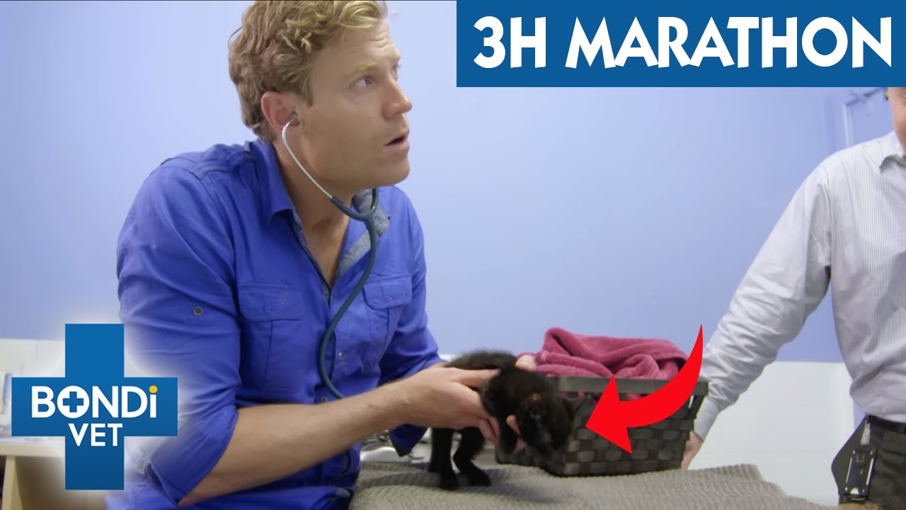 3 Hours Of Season 8 Full Episodes | Bondi Vet
