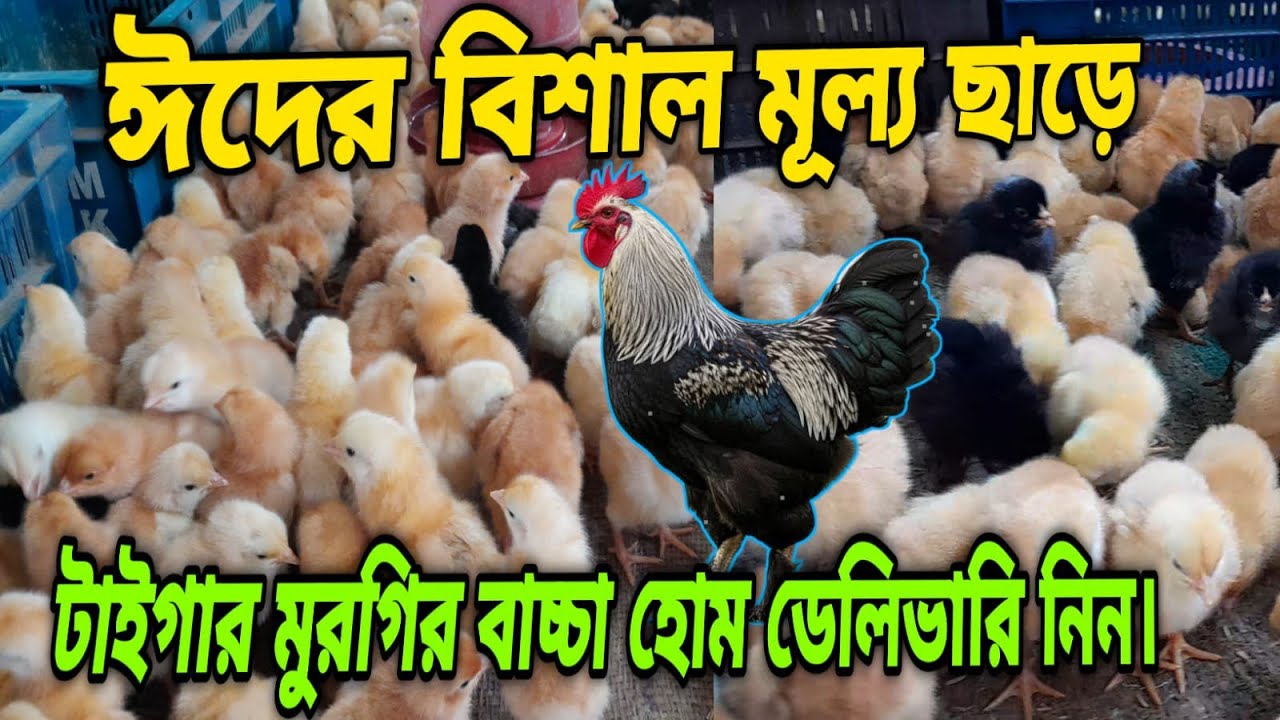 ঈদের আকর্ষণীয় অফারে মাংসের রাজা টাইগার মুরগির বাচ্চা হোম ডেলিভারি নিন।#টার্কি_মুরগির_বাচ্চা #মুরগির