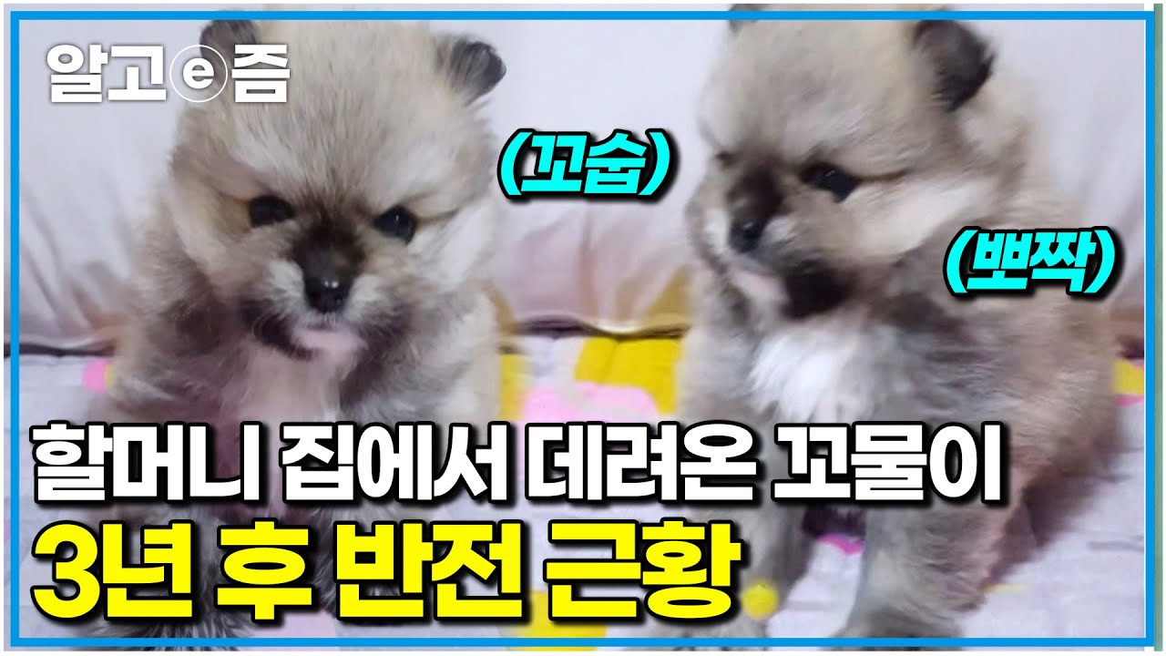 할머니 사랑 받으며 살다가 입양된 꼬물이. 일주일만 데리고 있자고 했는데..｜세상에 나쁜 개는 없다｜알고e즘