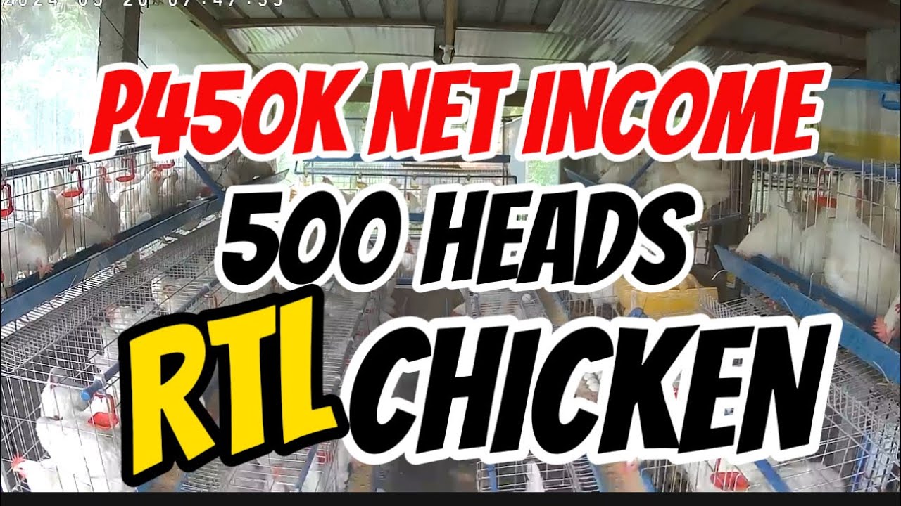 MAGKANO ANG PUHUNAN SA 500 HEADS RTL CHICKEN, MAGKANO ANG MONTHLY EXPENSES AT MAGKANO ANG NET PROFIT