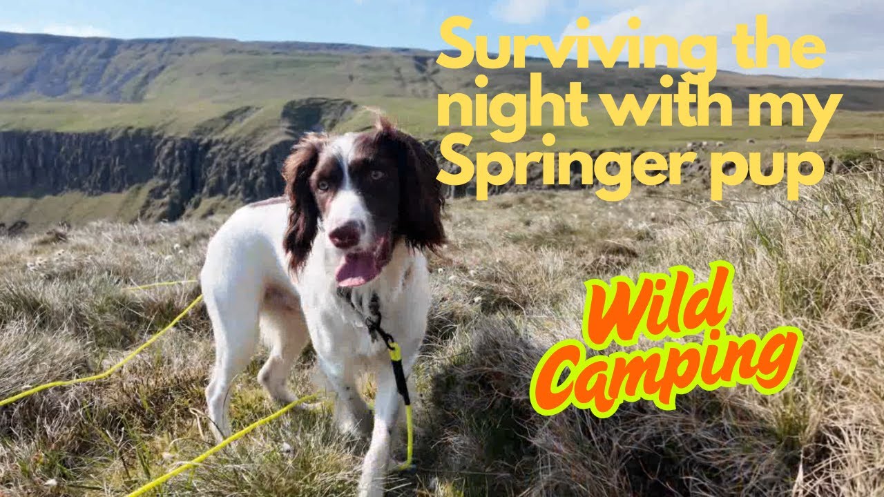 One Man and His Dog | Wild Camping with My Springer Spaniel in Remote Nature