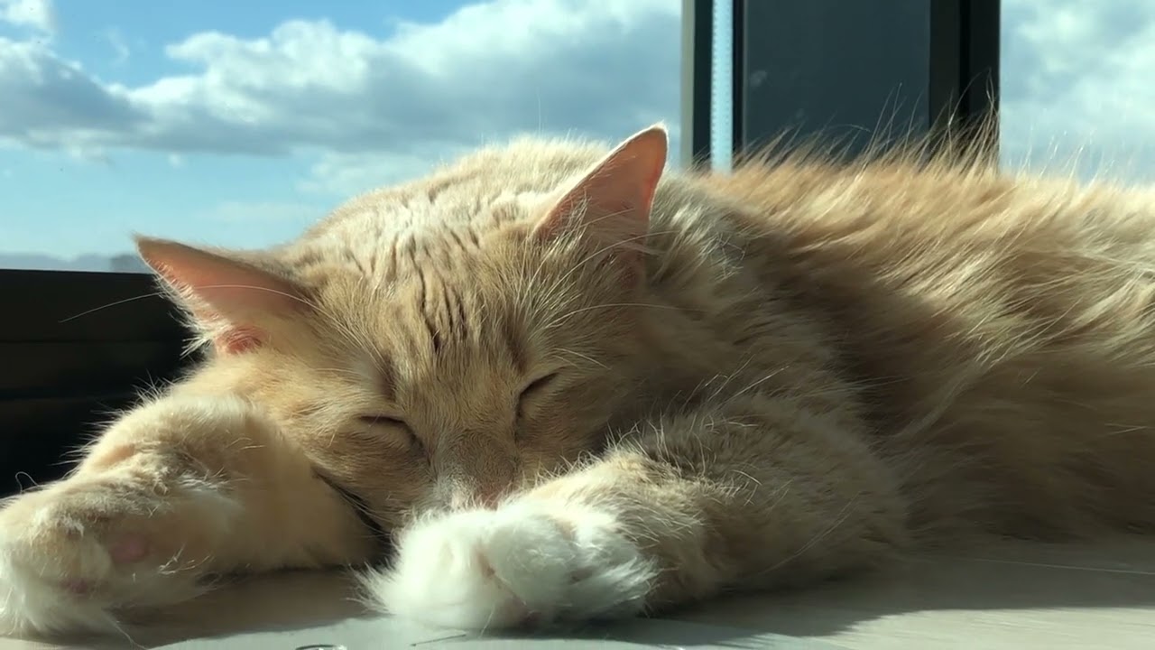 A fluffy royal cat loaf naps in a Superman position
